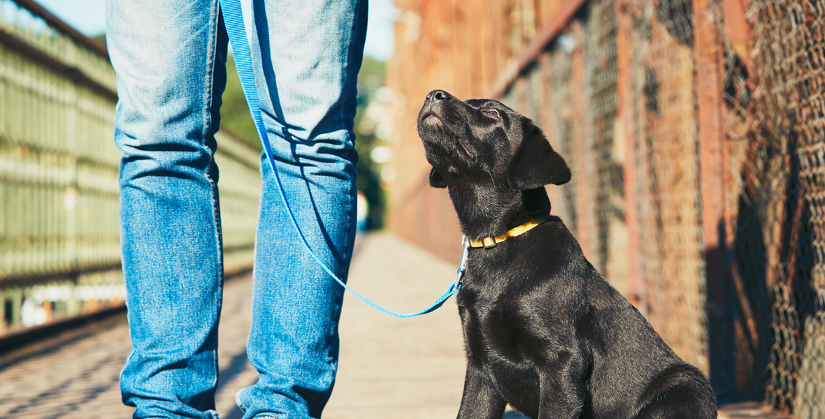 puppy dog classes