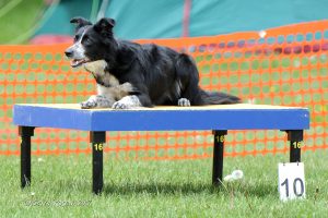 agility dog